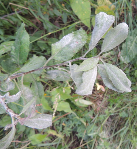 Podosphaera ampla