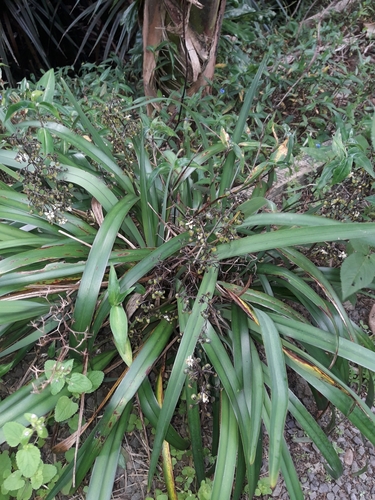 Dianella intermedia, photograph 1