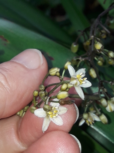 Dianella intermedia, photograph 2