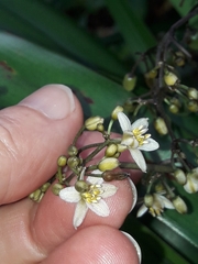 Dianella intermedia, photograph (c) naturewatchwidow, some rights reserved (CC BY)