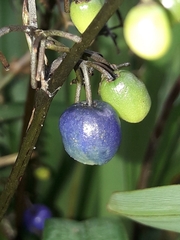 Dianella intermedia, photograph (c) naturewatchwidow, some rights reserved (CC BY)
