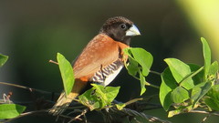 Chestnut-Breasted Munia photo 3