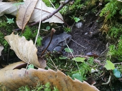 Bufo bufo