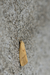 Notata parva