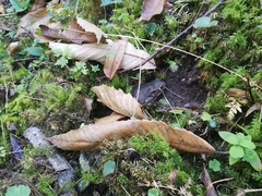 Bufo bufo