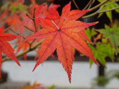 Acer palmatum