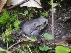 Bufo bufo