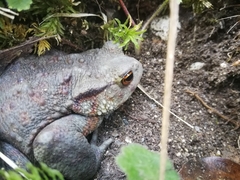 Bufo bufo