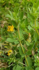 Lotus suaveolens
