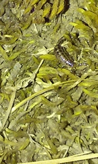 Superstitionia donensis