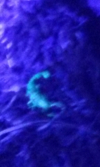 Superstitionia donensis