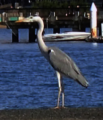 Ardea cinerea