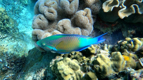 Yellow-tail parrotfish (Scarus hypselopterus) — Scaridae — 5