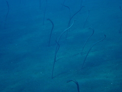 Gorgasia