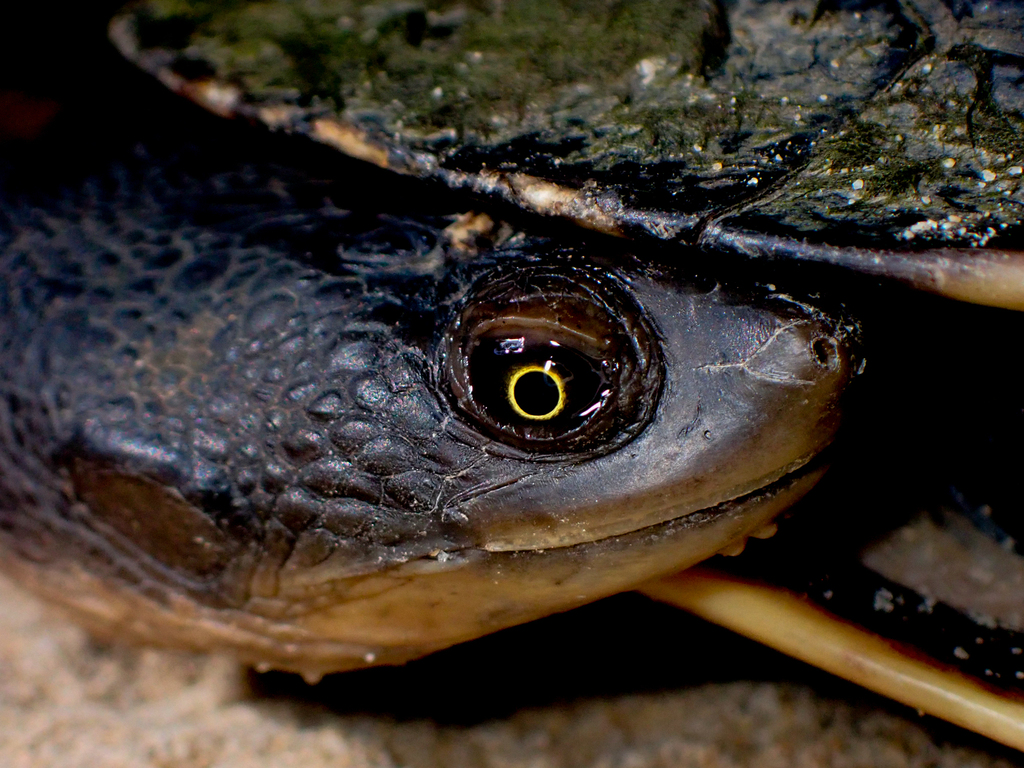 Common Snake-necked Turtle from Somersby Falls, NSW, Australia on March ...