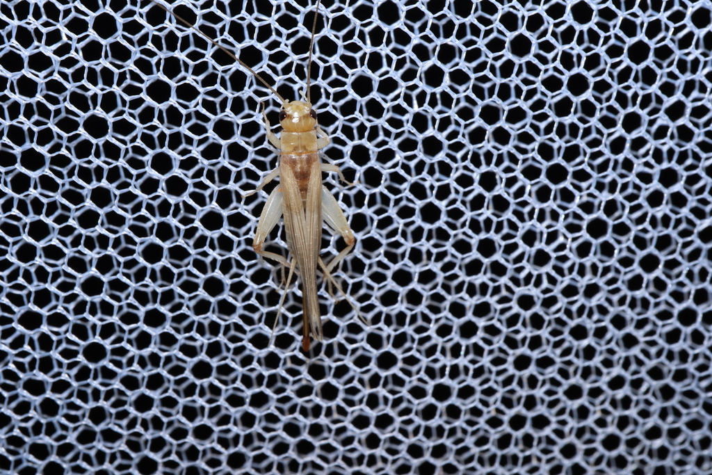 Cyrtoprosopus