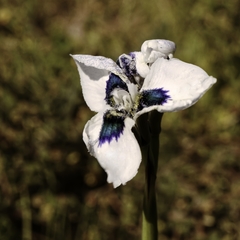 Moraea aristata