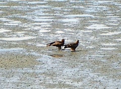 Milvus migrans lineatus