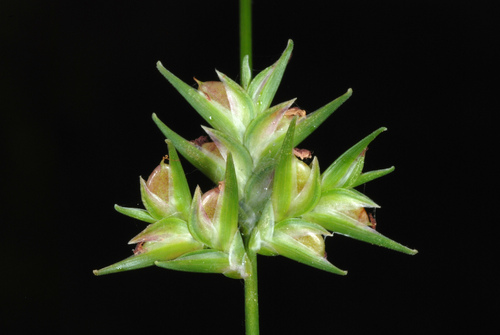 longleaf woodoats (Chasmanthium sessiliflorum)