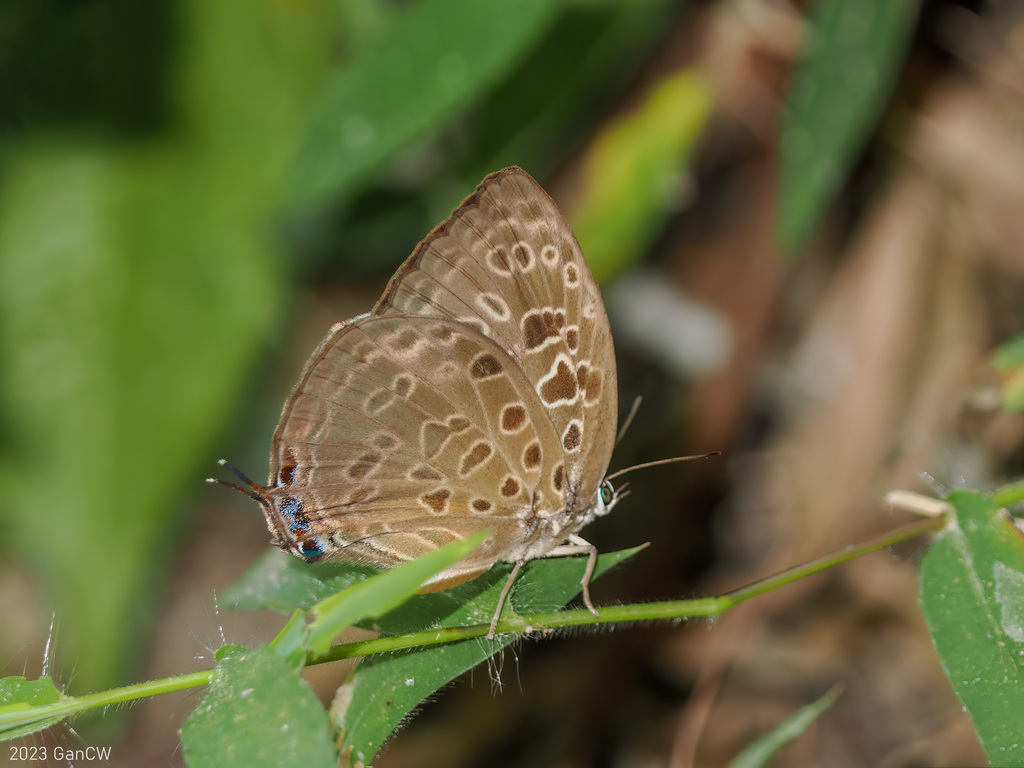 Arhopala anarte