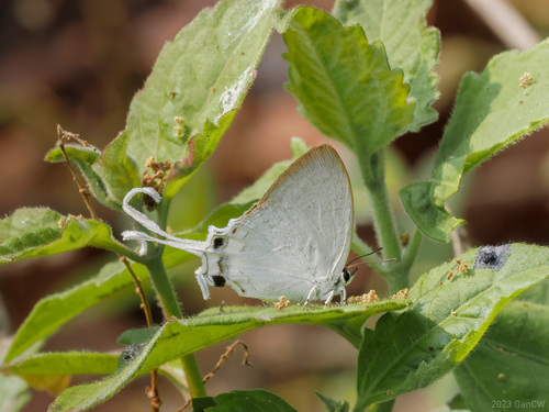 Photo of Common Imperial (Cheritra freja)