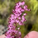 Nude Heath - Photo (c) Dave U, some rights reserved (CC BY), uploaded by Dave U