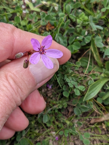 Image of Erodium maculatum by (c) Bruce Slater, some rights reserved (CC BY)