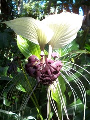 Tacca integrifolia