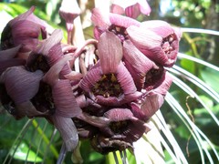 Tacca integrifolia