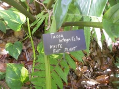 Tacca integrifolia