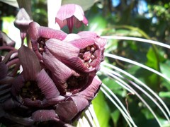 Tacca integrifolia