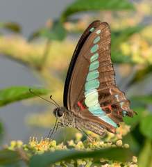 Graphium sarpedon nipponum
