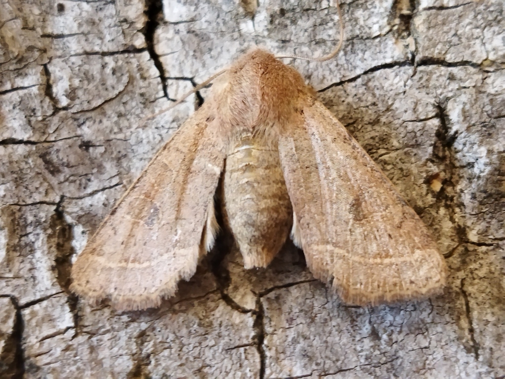 Common Quaker