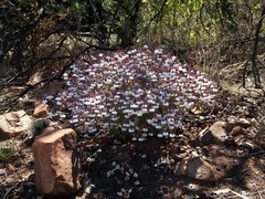 Trichodesma physaloides