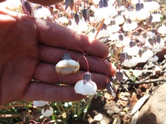 Trichodesma physaloides