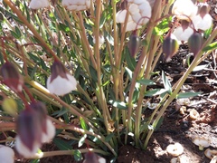 Trichodesma physaloides