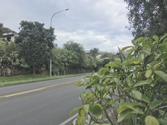 Melicytus ramiflorus ramiflorus