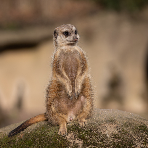 Meerkat