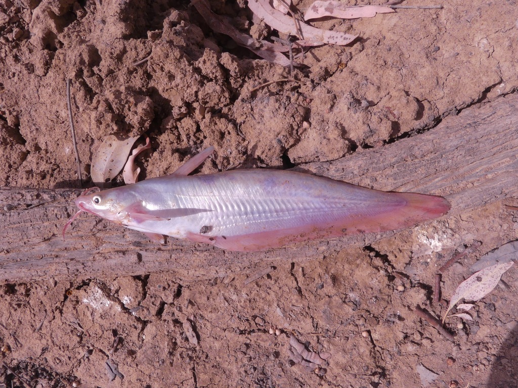 Silver tandan (Porochilus argenteus) — Plotosidae