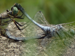 Orthetrum albistylum
