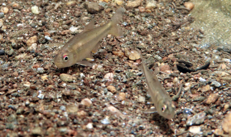 Lasso's tetra (Creagrutus lassoi) — Characidae