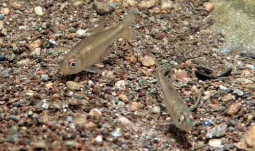 Lasso's tetra (Creagrutus lassoi) — Characidae