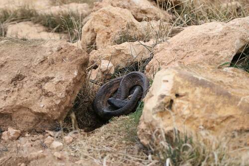 Egyptian Cobra