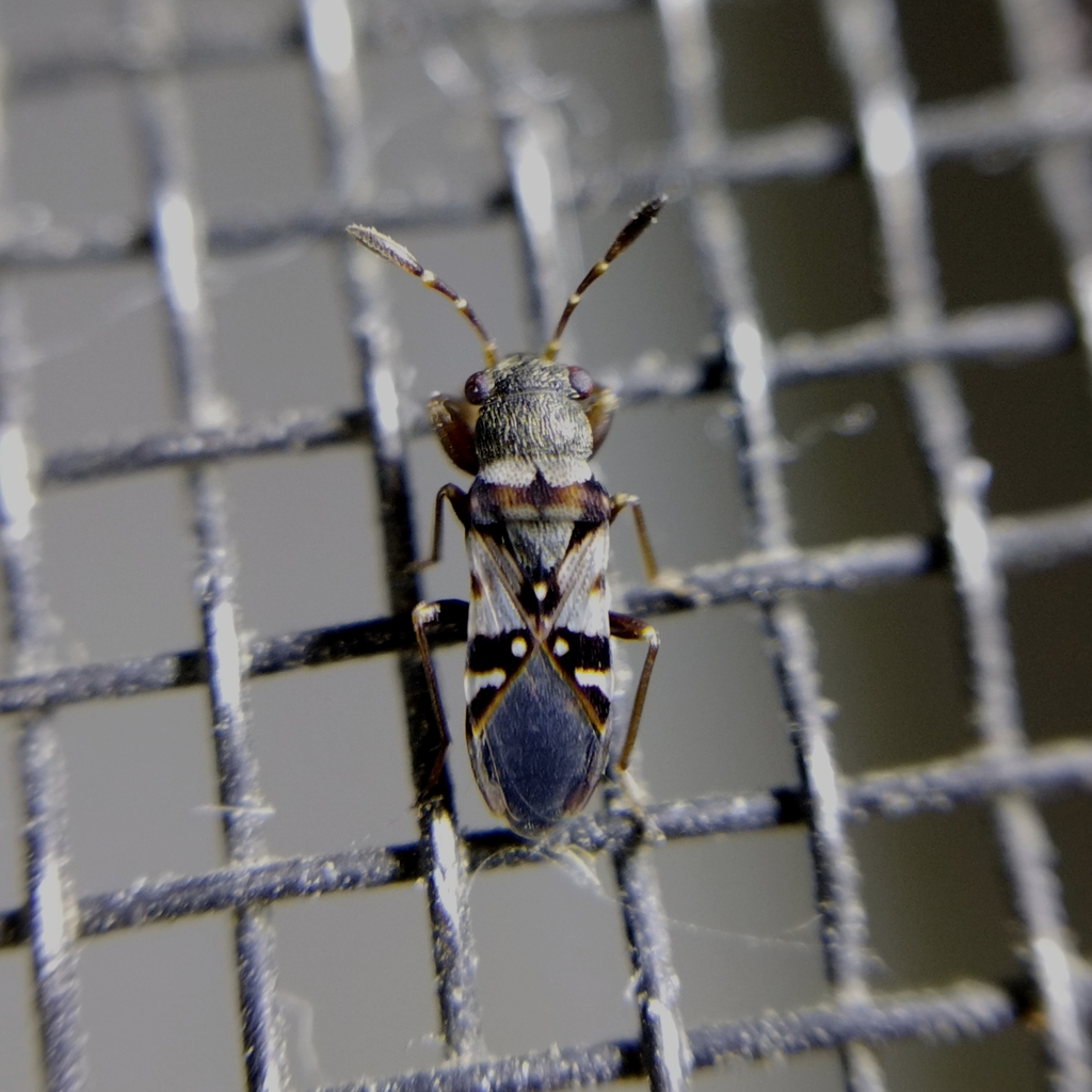 Paracholula picta