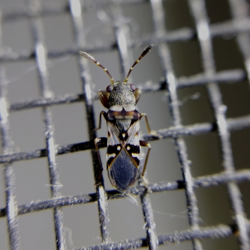 Paracholula picta