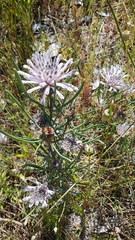 Petrophile linearis