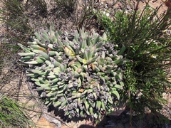 Machairophyllum bijliae