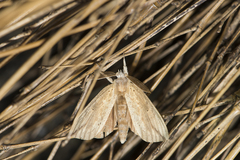 Periergos magna