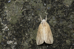 Periergos magna