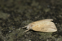 Periergos magna